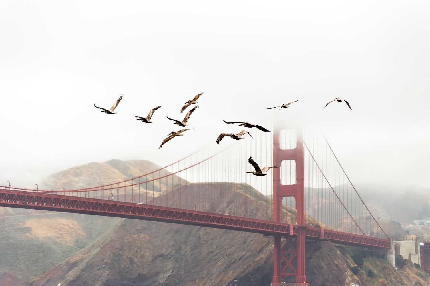 A group of bird flying on sky during the migrate season